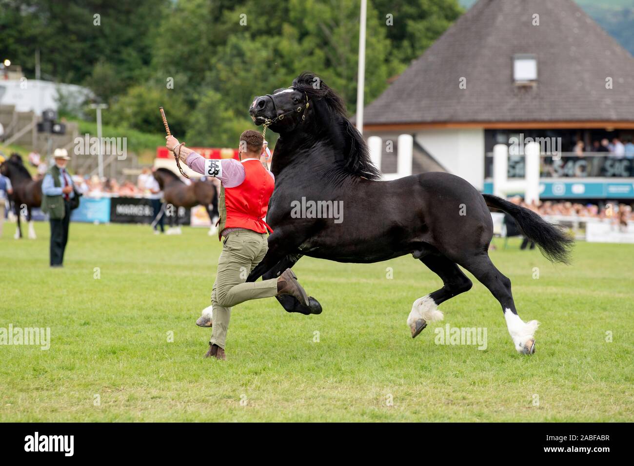 Welsh Cob stallion show en el Royal Welsh Show 2019. Foto de stock