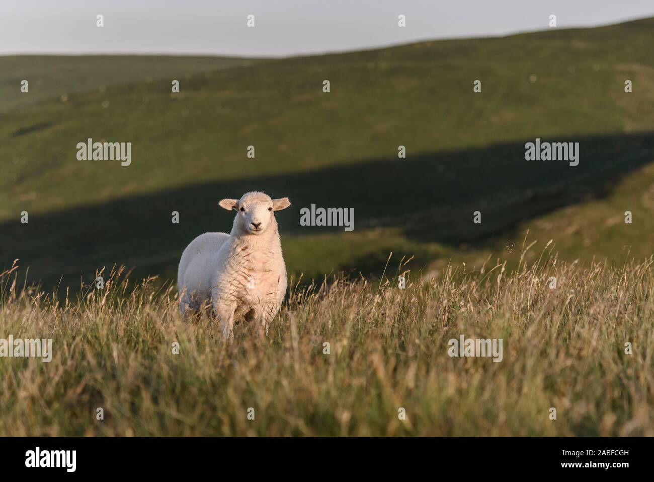 Un solo cordero, mirando directamente a la cámara, en el paisaje natural de Mid Wales, REINO UNIDO Foto de stock