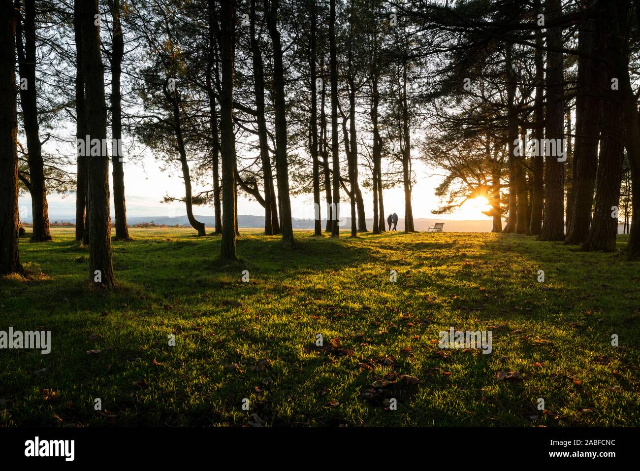 Los árboles en la parte superior de mayo Hill al atardecer en Gloucestershire, Reino Unido Foto de stock