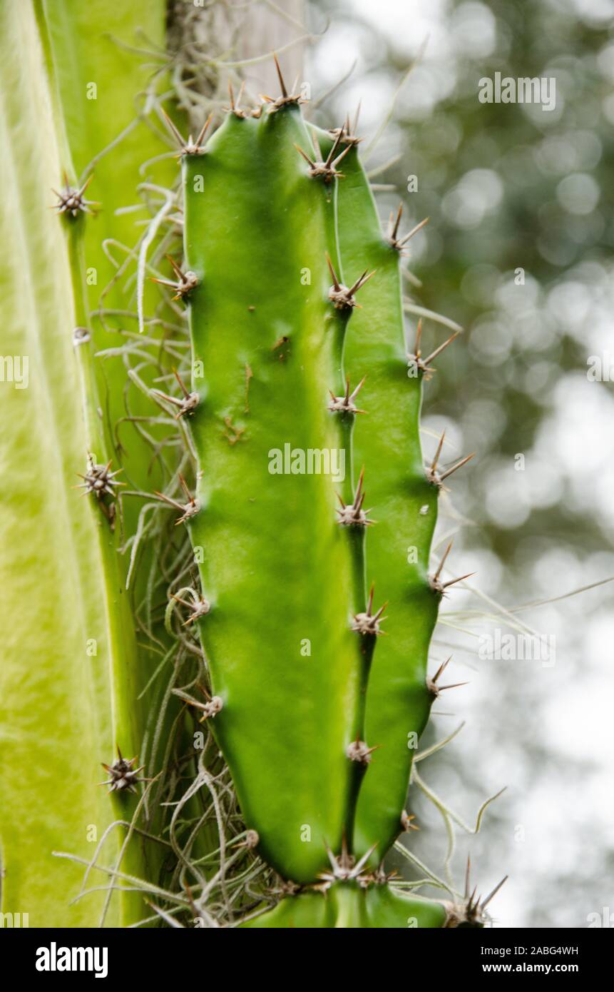 Verde espinoso cactus fotografía desde el jardín botánico en Largo, Florida Foto de stock