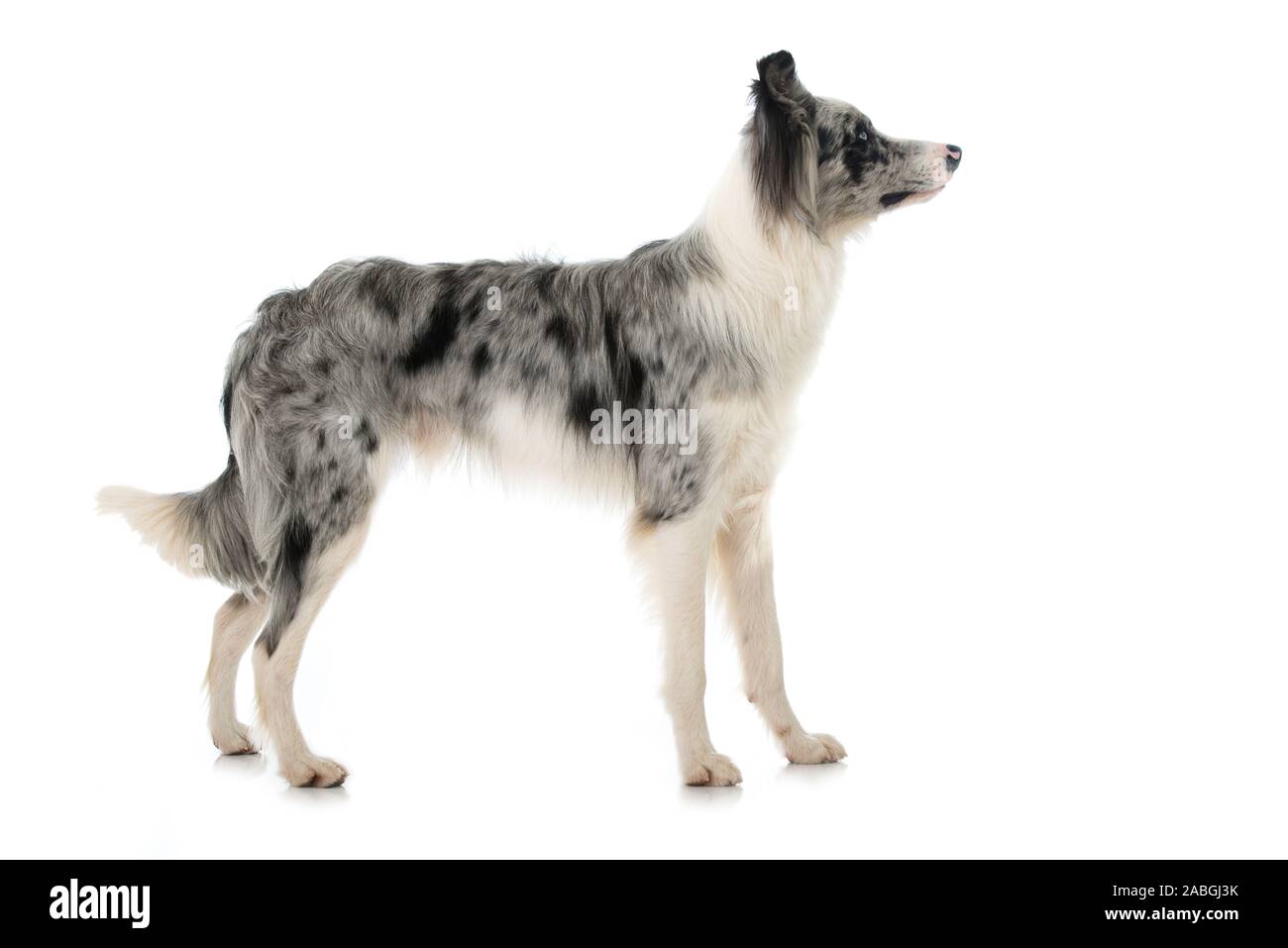 Perro de collie de borde colocado lateralmente aislado en blanco Fotografía  de stock - Alamy