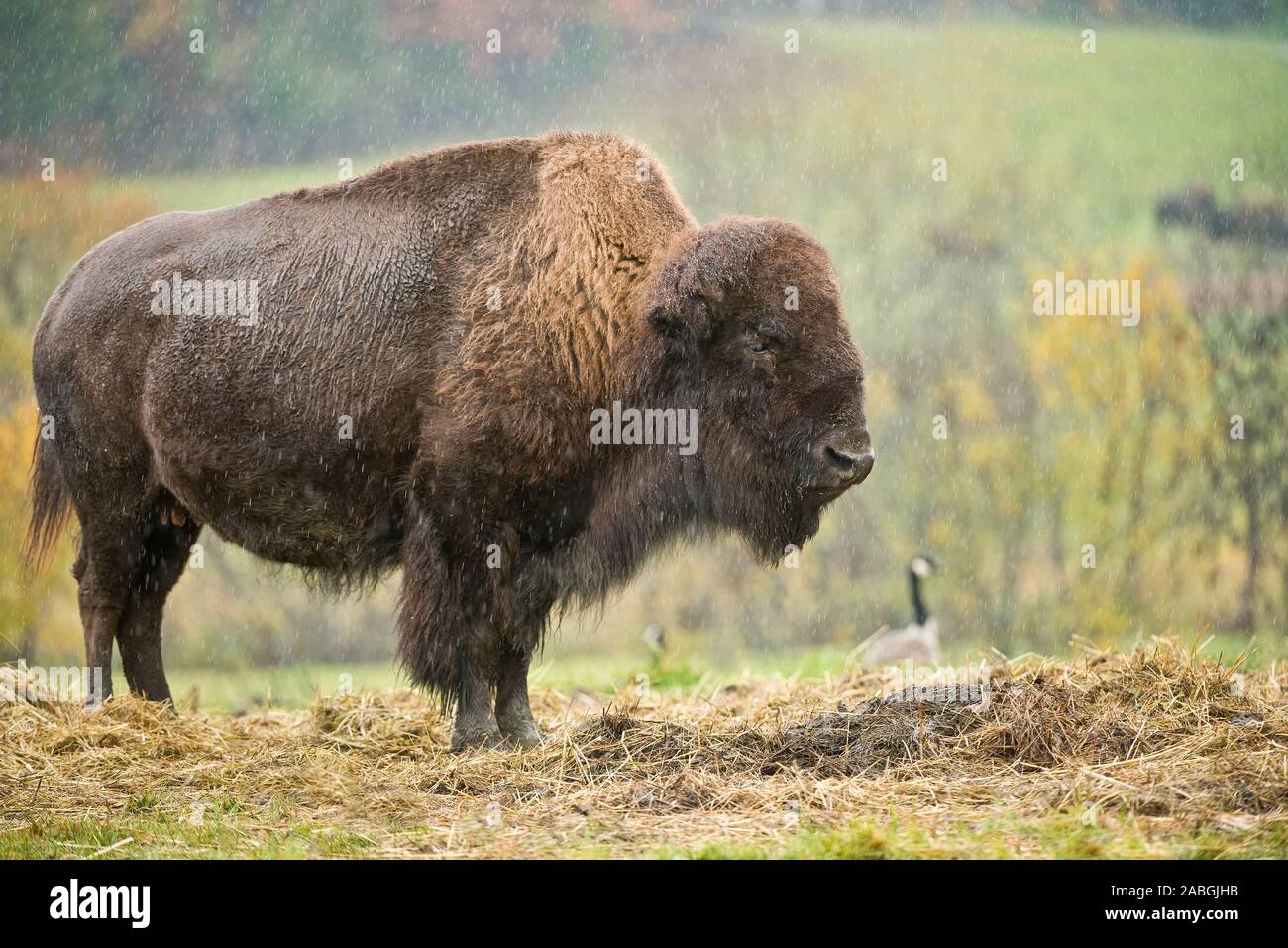Bison parado en la lluvia Foto de stock