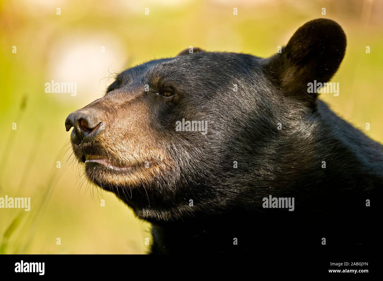 Un retrato de oso negro, el oso mirando hacia la izquierda. Foto de stock