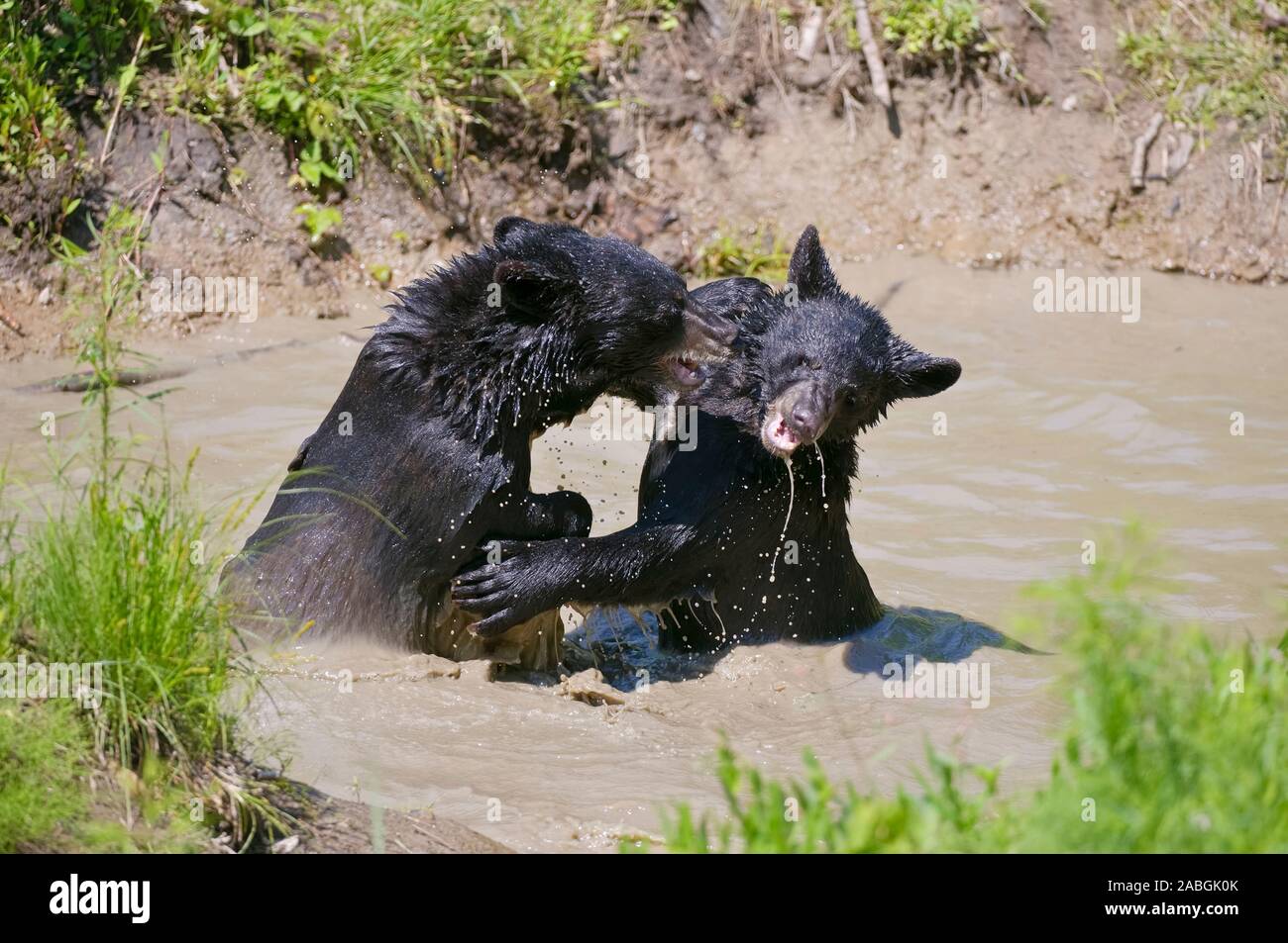 Dos Osos Negros jugando en un orificio de agua fangosa. Foto de stock