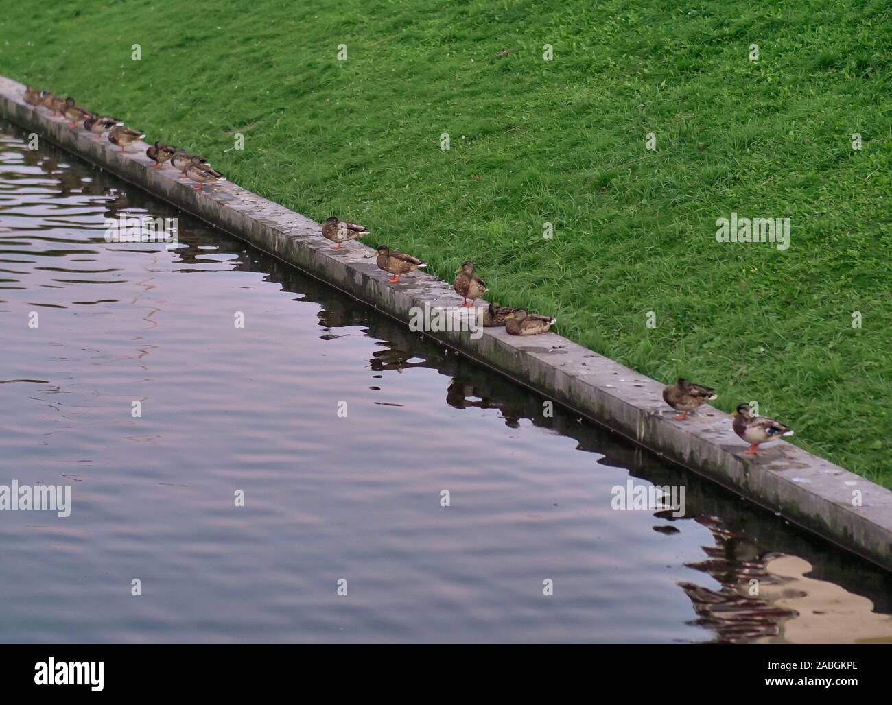 La naturaleza del parque de la ciudad en verano, patos silvestres sentarse en un bordillo de piedra en el estanque Foto de stock