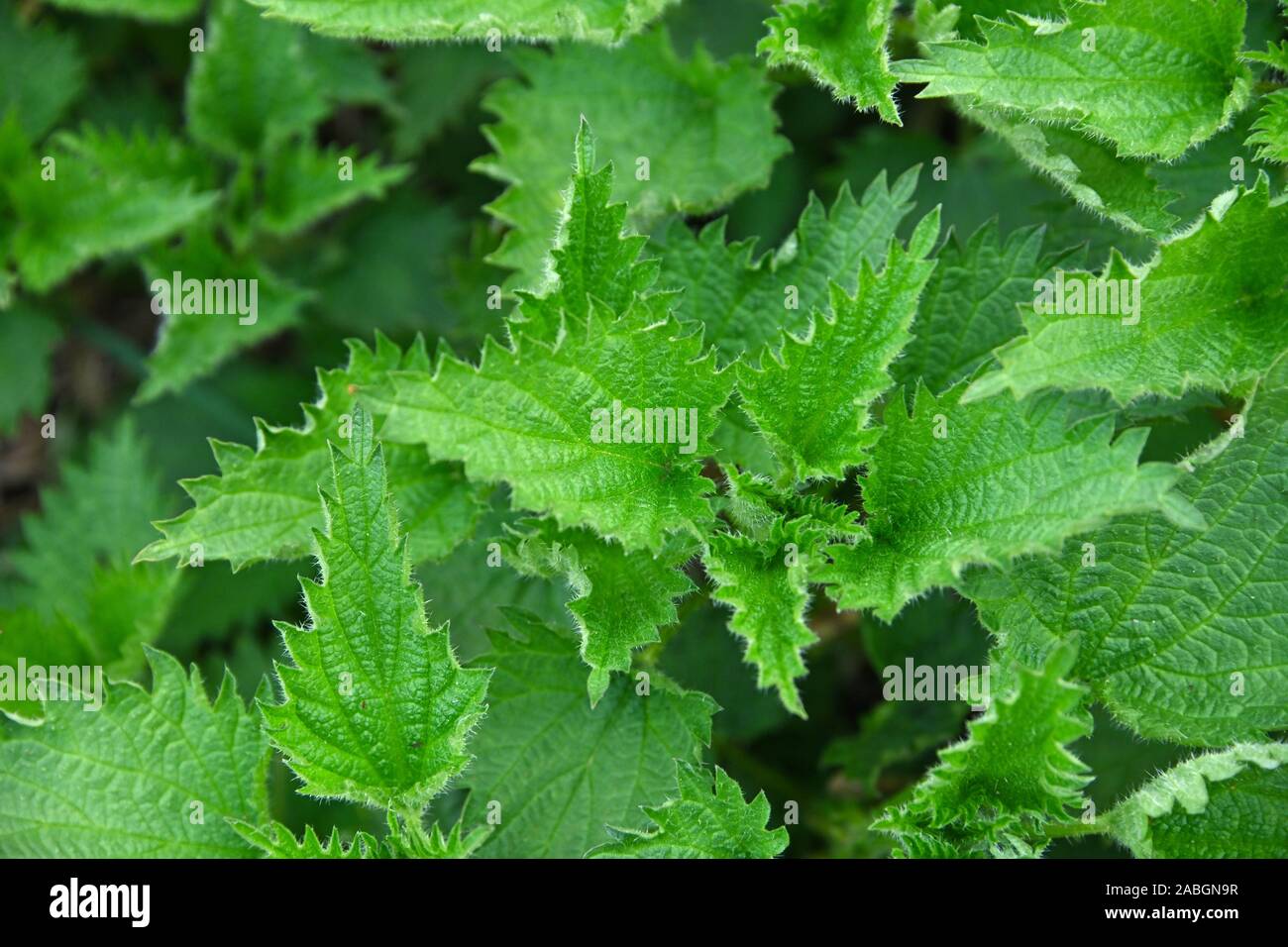 Cerrar las hojas de ortiga verde fresco en el jardín, niveles elevados de vista superior, directamente encima de Foto de stock