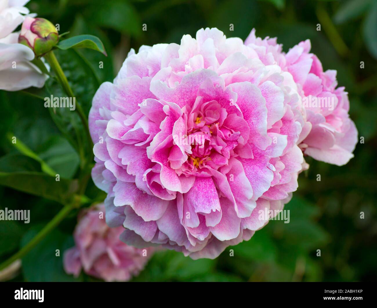 El cervatillo de Peonía. Doble rosa peonía. Paeonia lactiflora (Chino o peonía peonía jardín común). Foto de stock