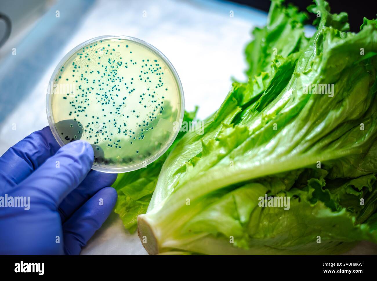 Bacterias E Coli Fotos e Imágenes de stock Alamy