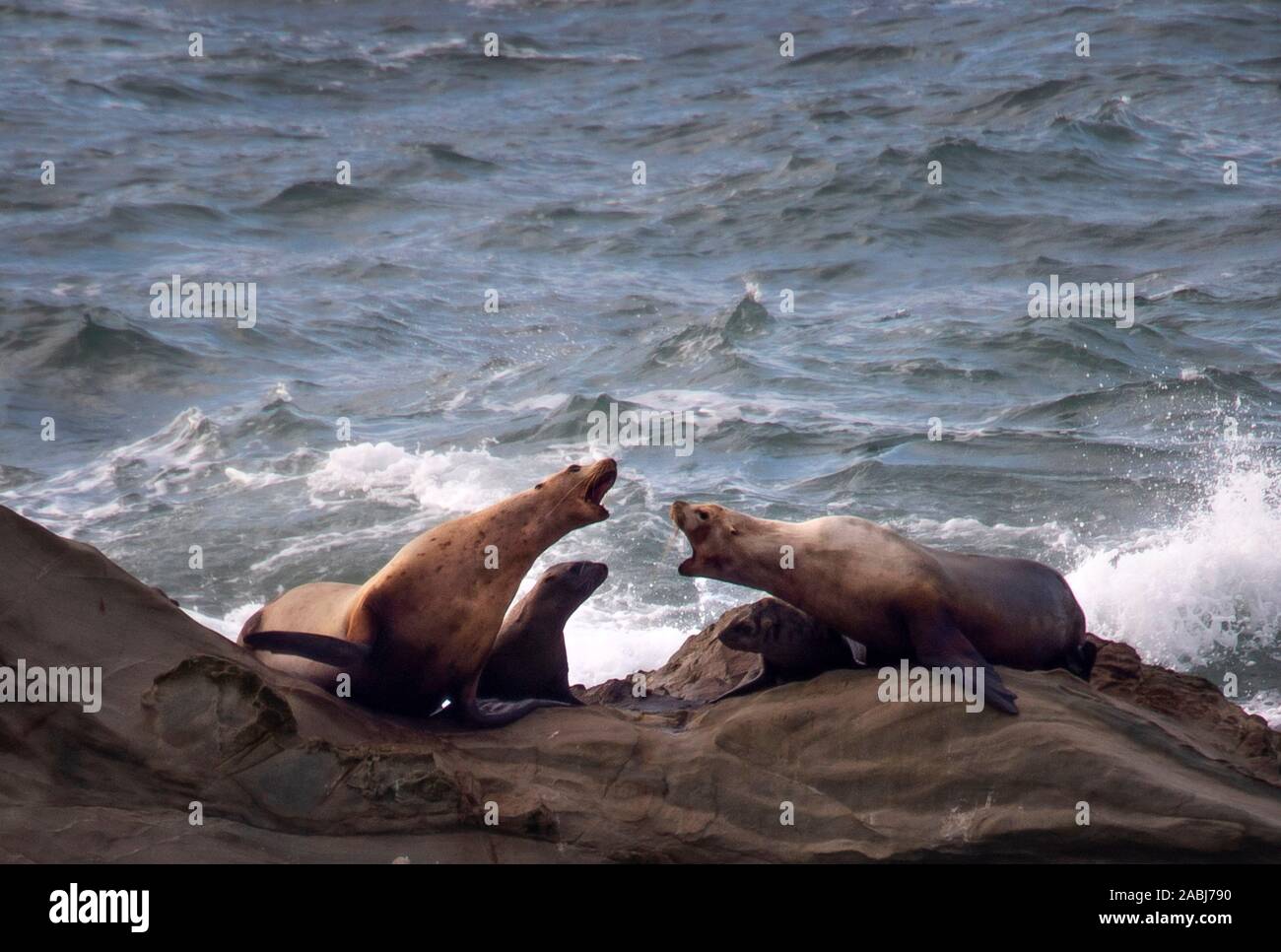 No hagas Duquesa Tiranía Charleston, Oregon, USA. 27 Nov, 2019. Un par de lobos marinos machos de  California tienen un desacuerdo mientras se relaja en las rocas en Simpson  coral en el Refugio Nacional de Vida