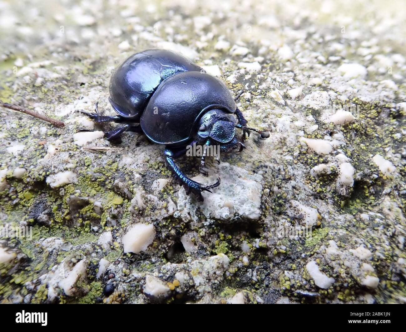 Cerca de la imagen del bosque de escarabajos del estiércol (Anoplotrupes stercorosus) con su color azul metalizado vagando en una roca en Croacia Foto de stock