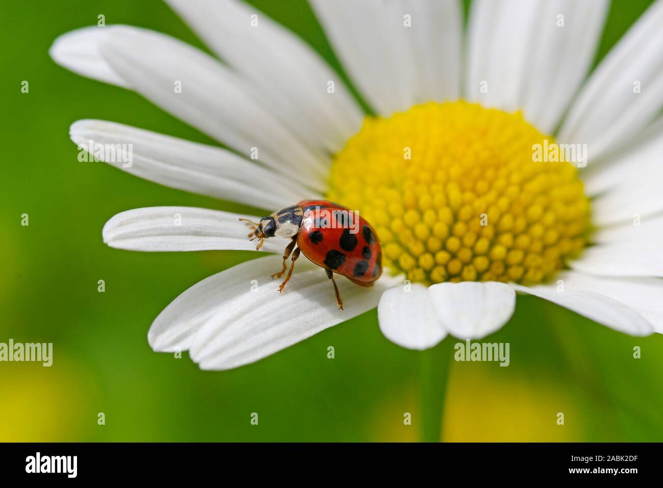 Señora asiática Harmonia axyridis (Escarabajos) en ojo de buey flor de Margarita. Alemania Foto de stock