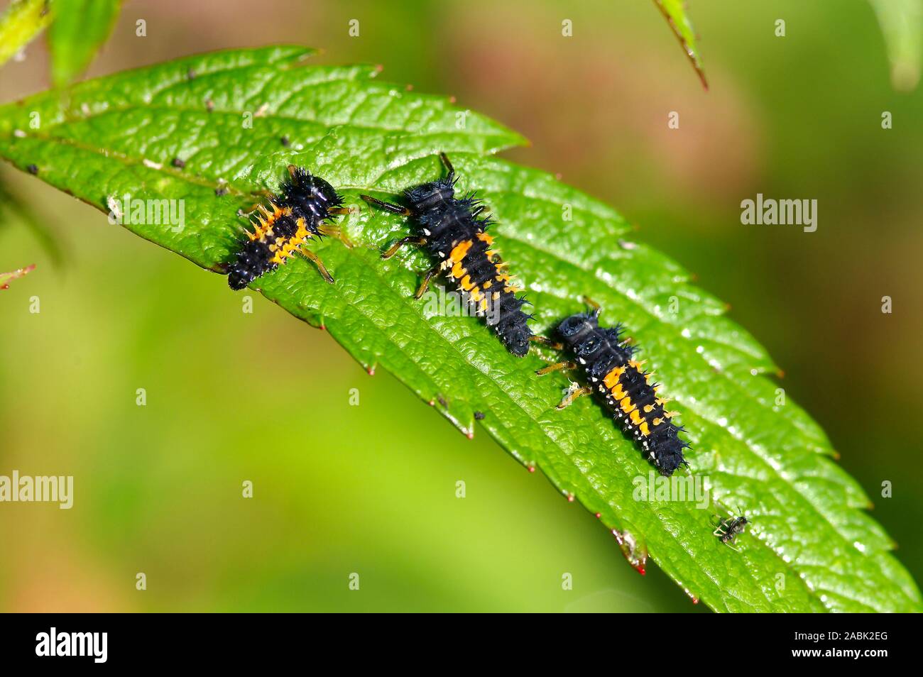Señora asiática Harmonia axyridis (escarabajos) tres larvas en un lleaf. Alemania Foto de stock