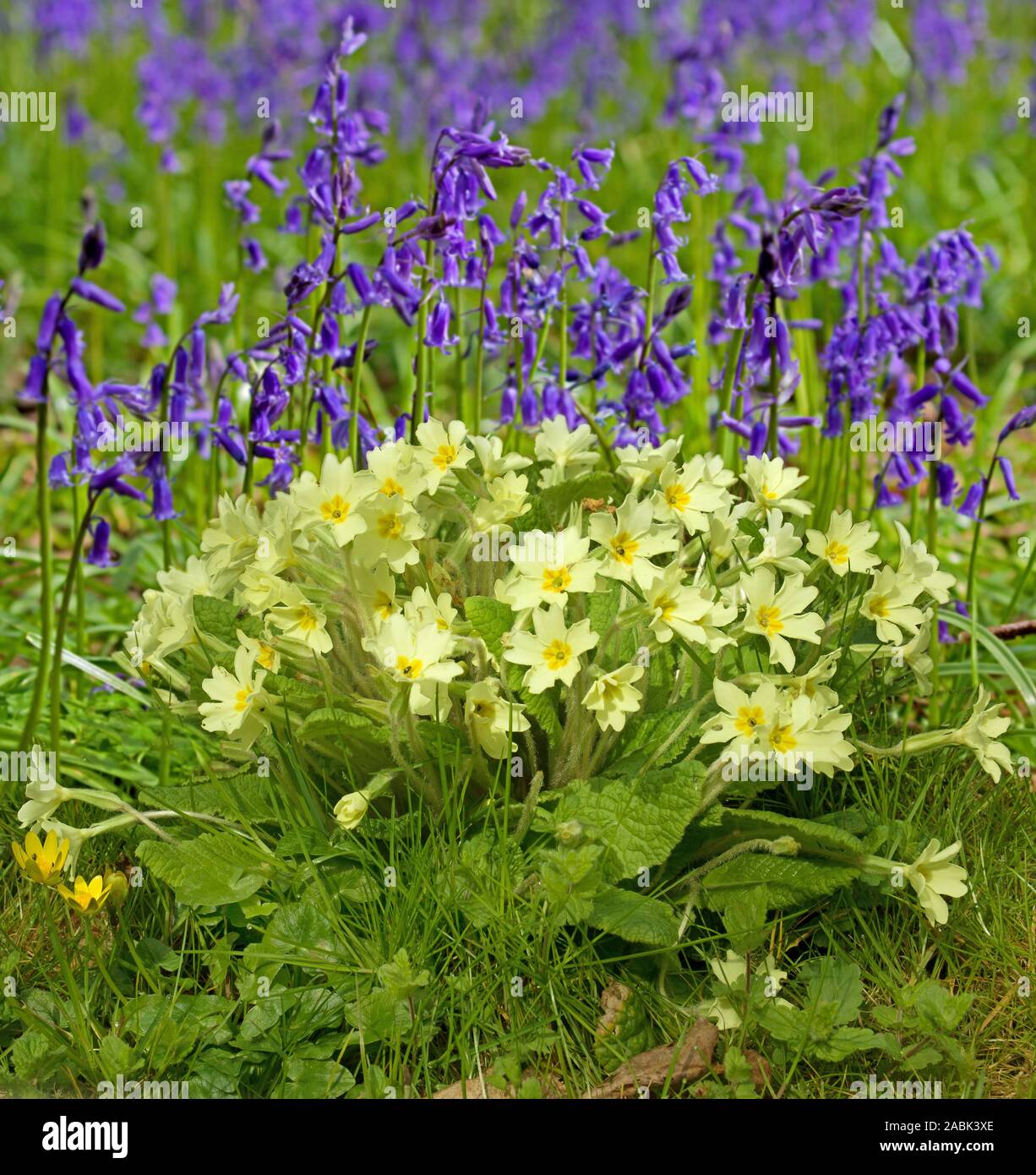 Floración Cowslips común (Primula veris) e inglés Bluebell (Hyacinthoides nonscripta) floración en bosque, Essex, Gran Bretaña Foto de stock