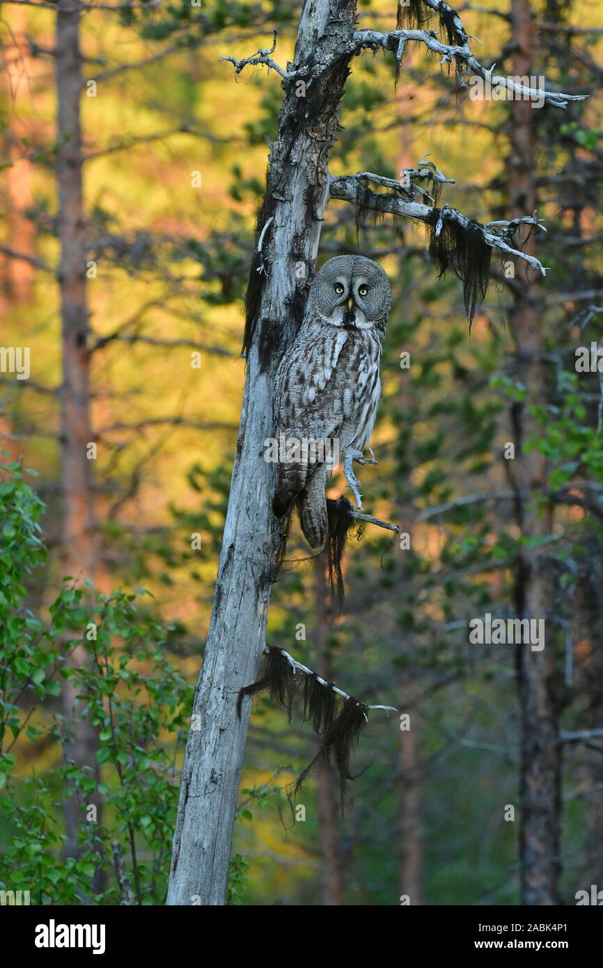 Gran Búho gris, Laponia Owl (Strix nebulosa). Adulto posado en una rama en el borde de un pantano, que todavía está iluminado por los últimos rayos del sol. Suecia.. Foto de stock