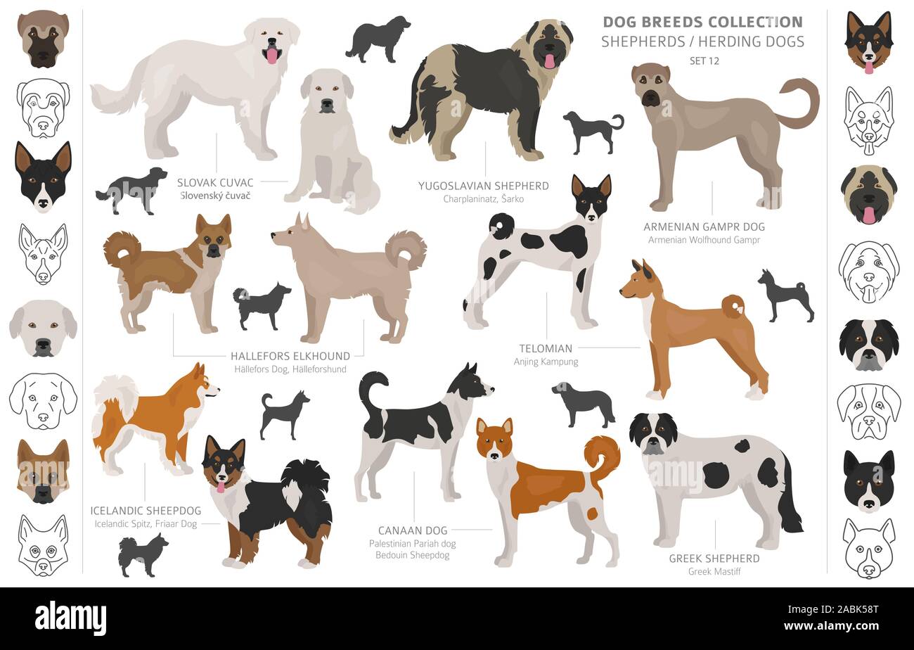 El pastor y los perros pastores colección aislado en blanco. Estilo plano. Color diferente y el país de origen. Ilustración vectorial Ilustración del Vector