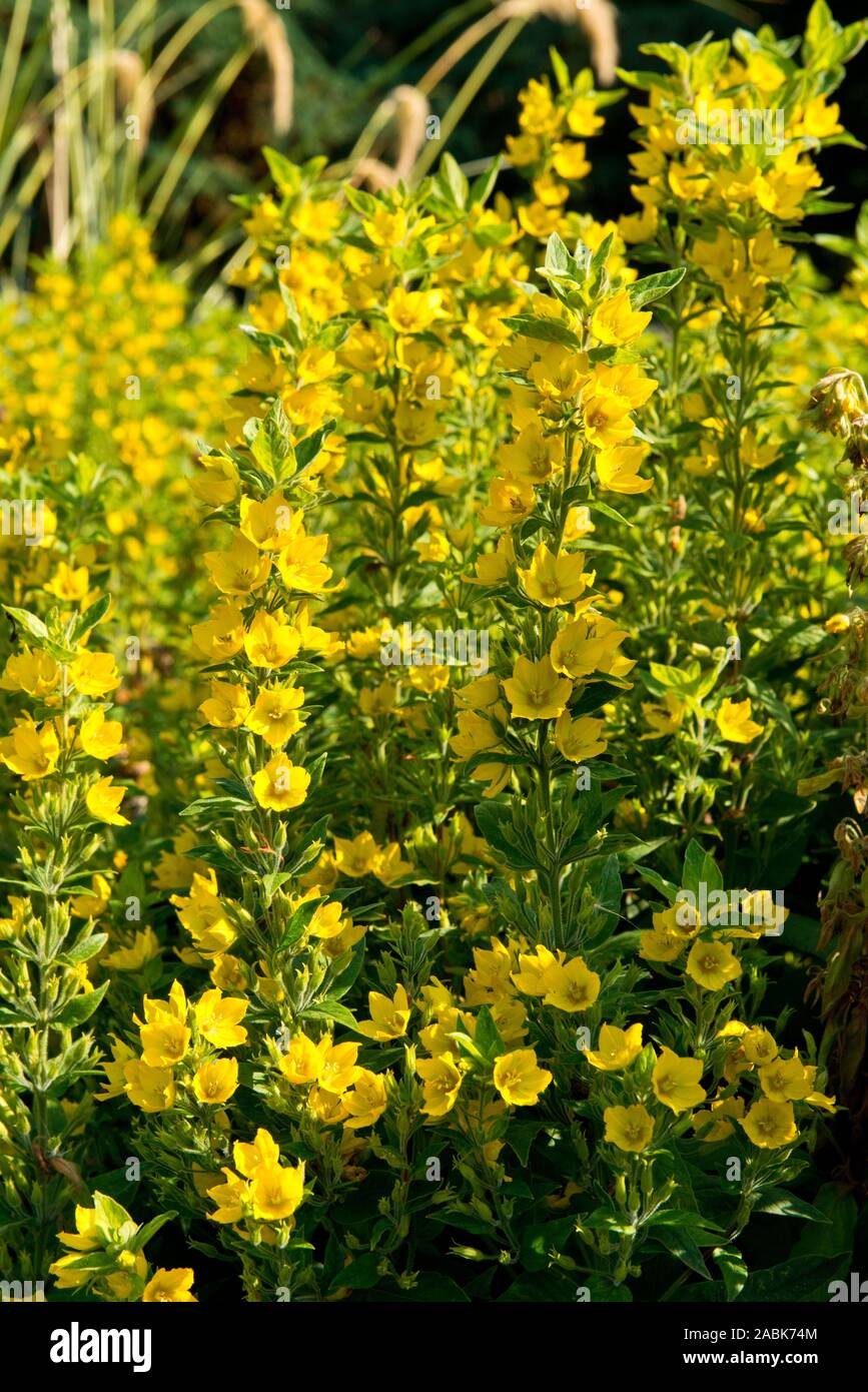 Flores amarillas de perennes de verano Foto de stock