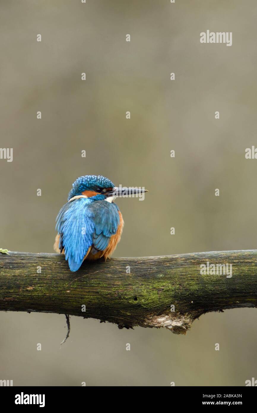 Kingfisher / Eisvogel euroasiático ( Alcedo atthis ), hombre pájaro posado en una rama, mirando a un lado, a la distancia, vista posterior, vida silvestre, Europa. Foto de stock