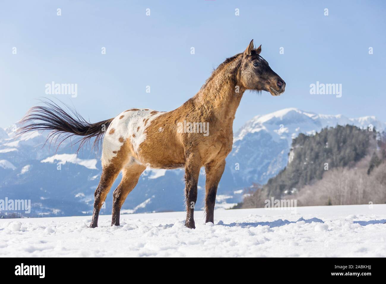 Appaloosa caballo. Pinto castrado de pie con montañas nevadas de fondo. Bavaria, Alemania Foto de stock