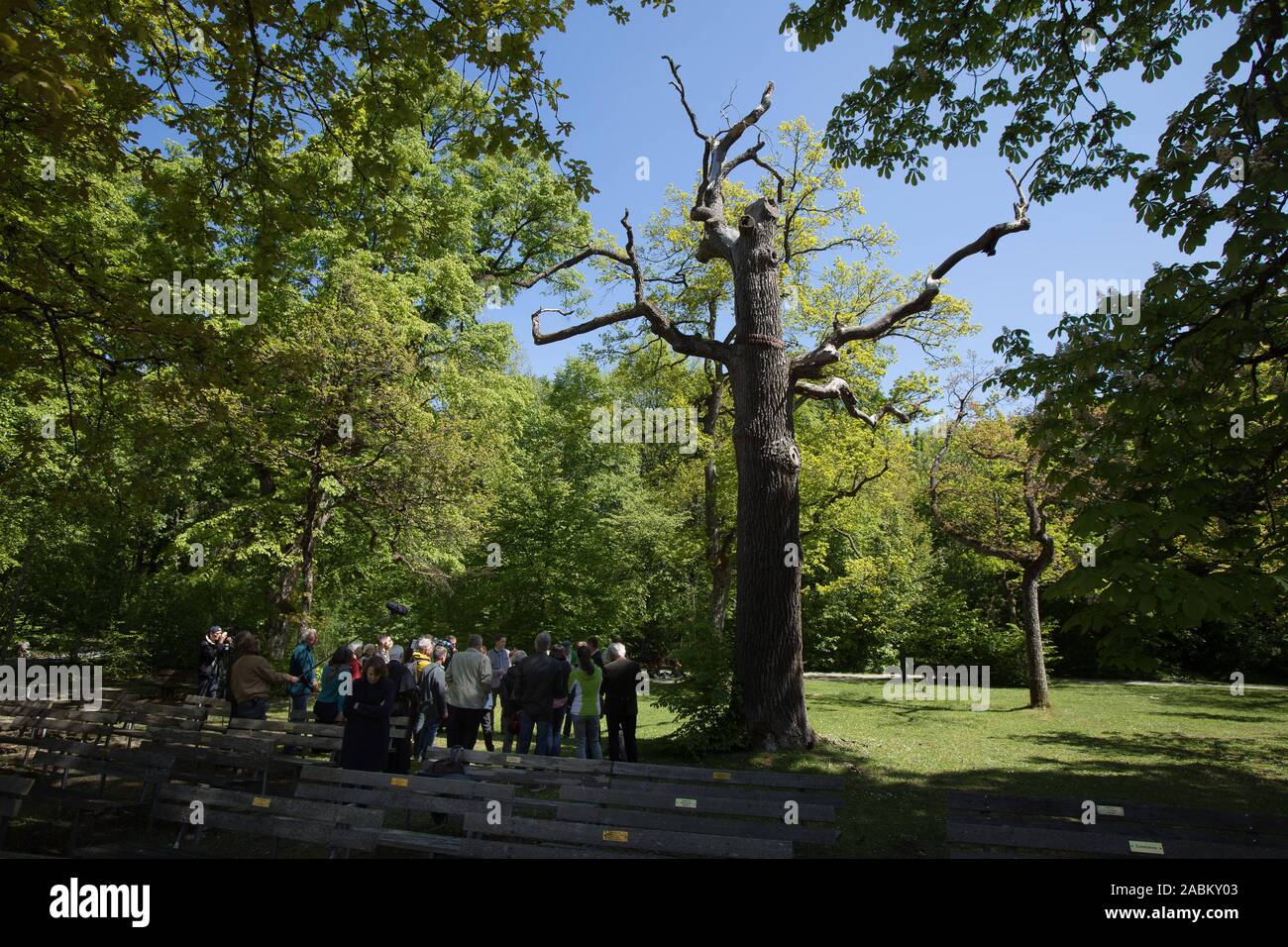 Un árbol Matusalén. Este árbol es de unos 300 años, se ha vuelto muy gruesa  y ya muerto. Pero todavía provee hábitat para escarabajos. Para la  protección de los bosques, el monasterio