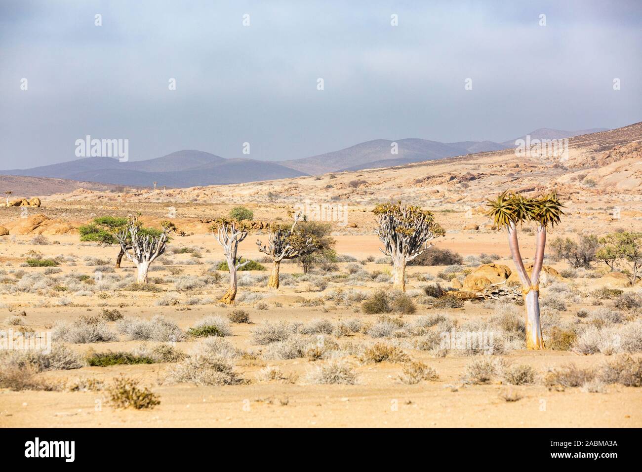 Namibia carcaj paisaje con árboles y montañas, Namib Naukluft Park Foto de stock