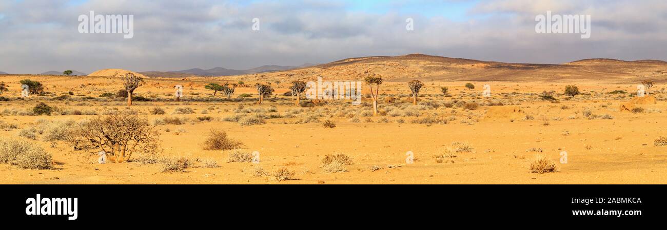 Panorama de un paisaje de Namibia en la luz de la mañana con el carcaj de árboles y montañas, el Parque Namib Naukluft África Foto de stock