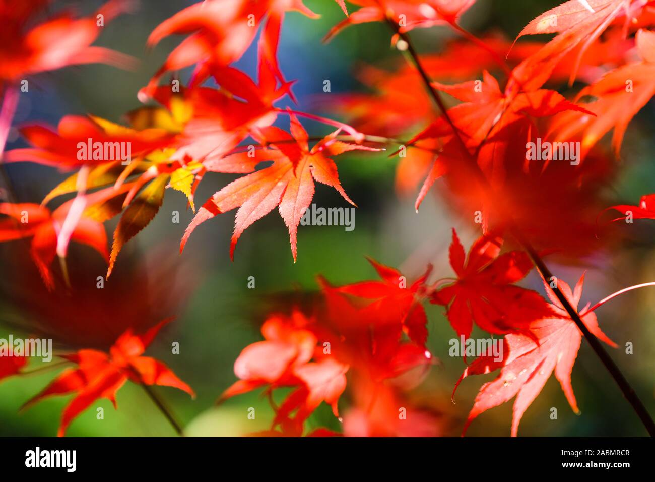 Acer palmatum tree - otoño hojas rojas Foto de stock