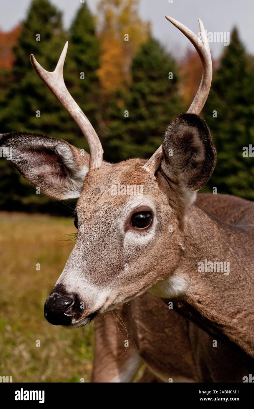 Cornamenta de ciervo fotografías e imágenes de alta resolución - Alamy