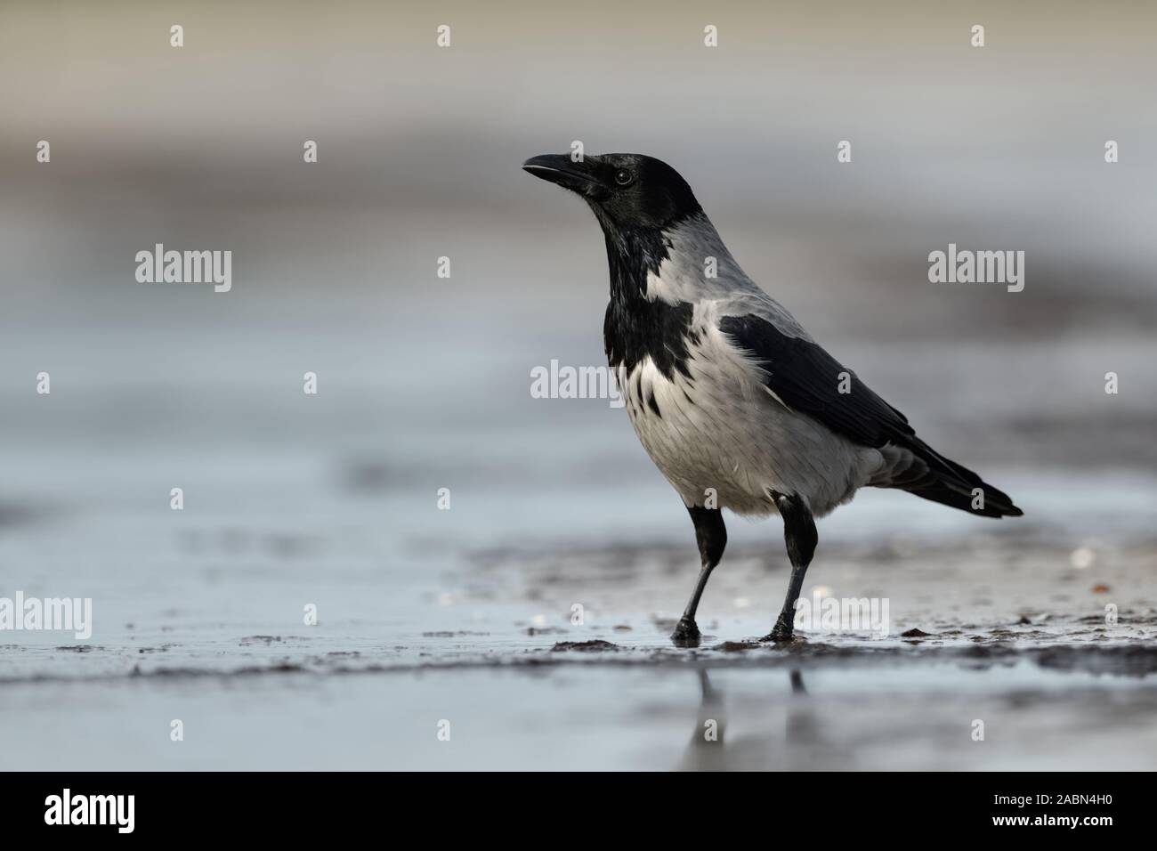 / Nebelkraehe Hoodiecrow ( Corvus cornix ), sentado en la playa cerca de la línea de flotación, mirando alrededor, vida silvestre, Europa. Foto de stock