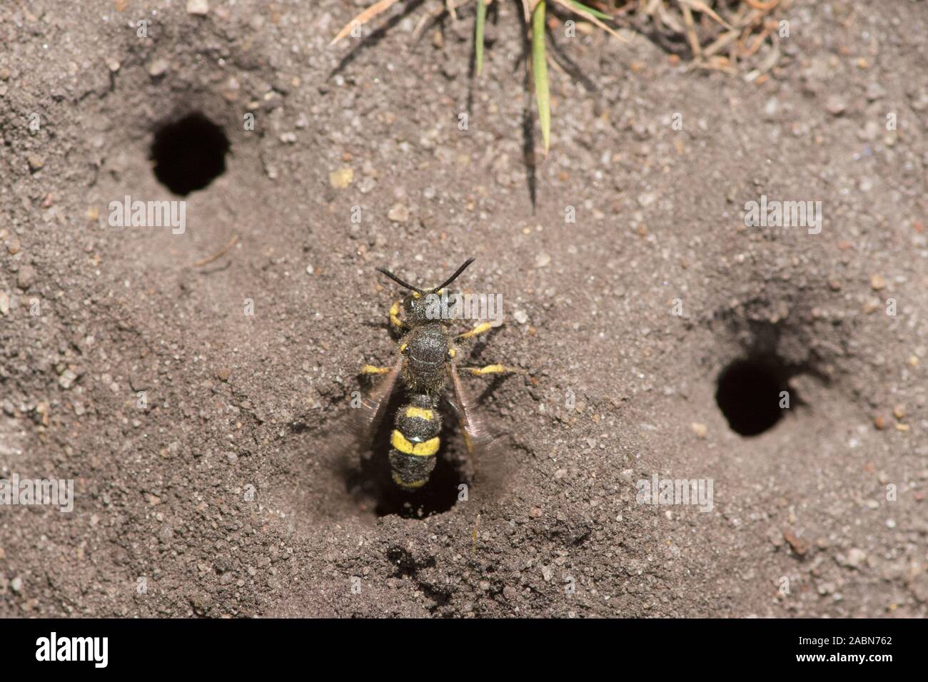 Ornamentada-tailed Digger Wasp, dejando salir, Nido del agujero en el suelo, Cerceris rybyensis, Sussex, Reino Unido, Julio Foto de stock