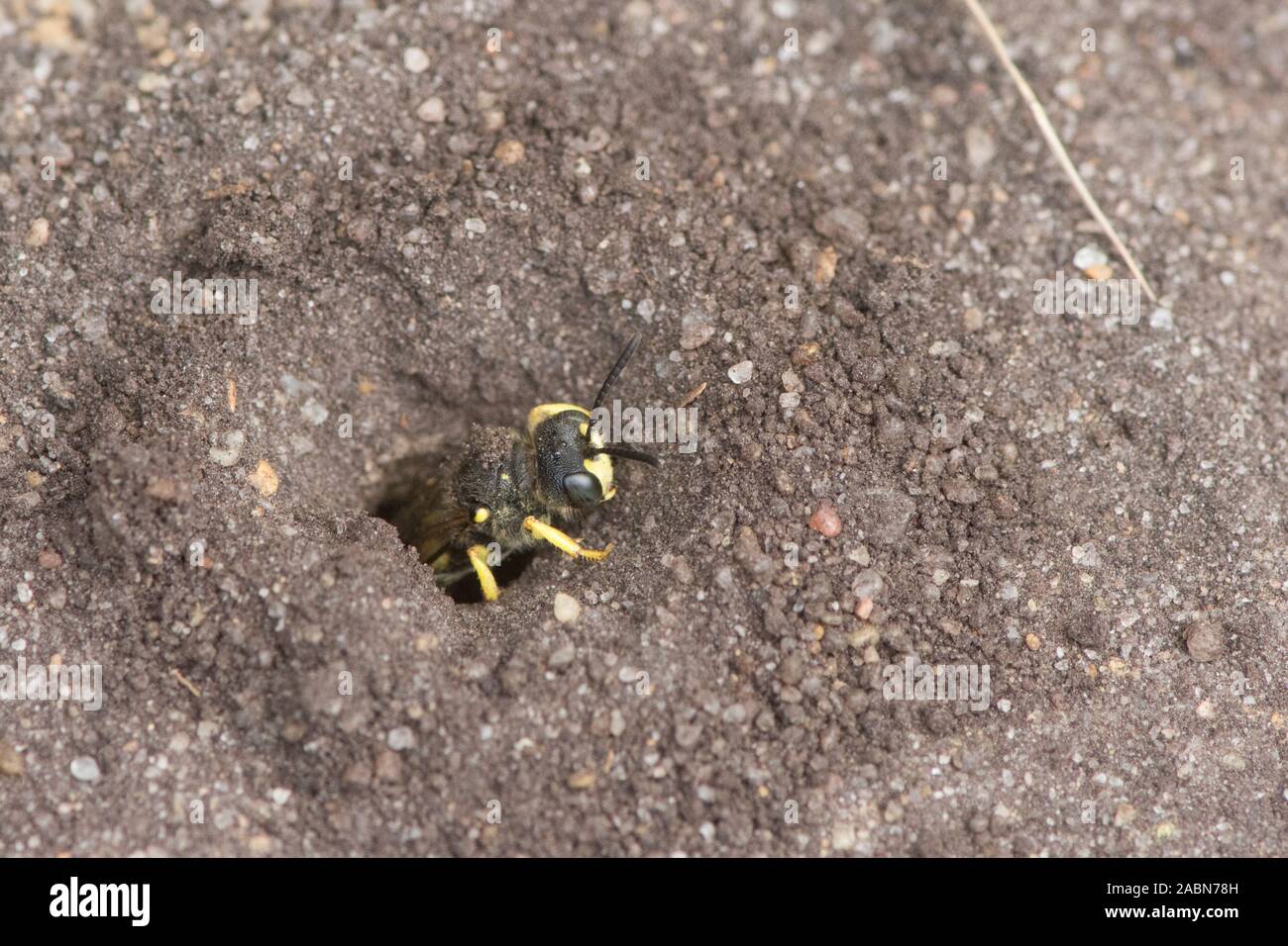 Ornamentada-tailed Digger Wasp, dejando salir, Nido del agujero en el suelo, Cerceris rybyensis, Sussex, Reino Unido, Julio Foto de stock