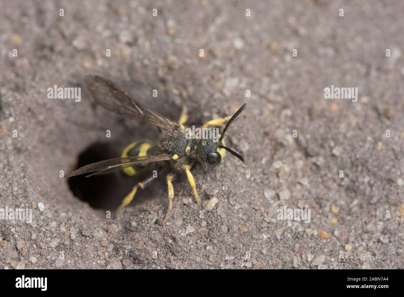 Ornamentada-tailed Digger Wasp, dejando salir, Nido del agujero en el suelo, Cerceris rybyensis, Sussex, Reino Unido, Julio Foto de stock