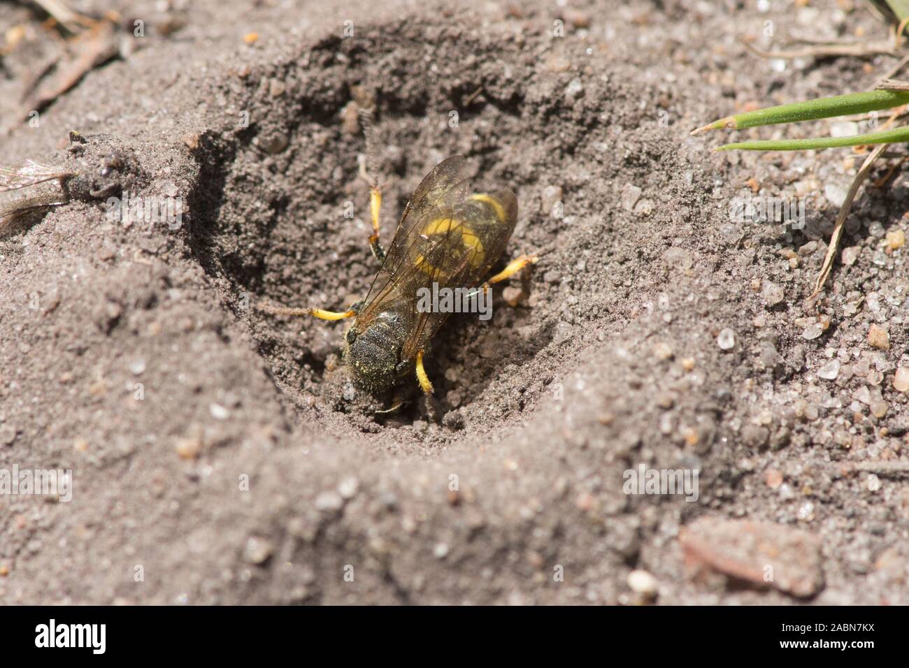 Ornamentada-tailed Digger Wasp va en los nidos del agujero en el suelo, Cerceris rybyensis, Sussex, Reino Unido, Julio Foto de stock