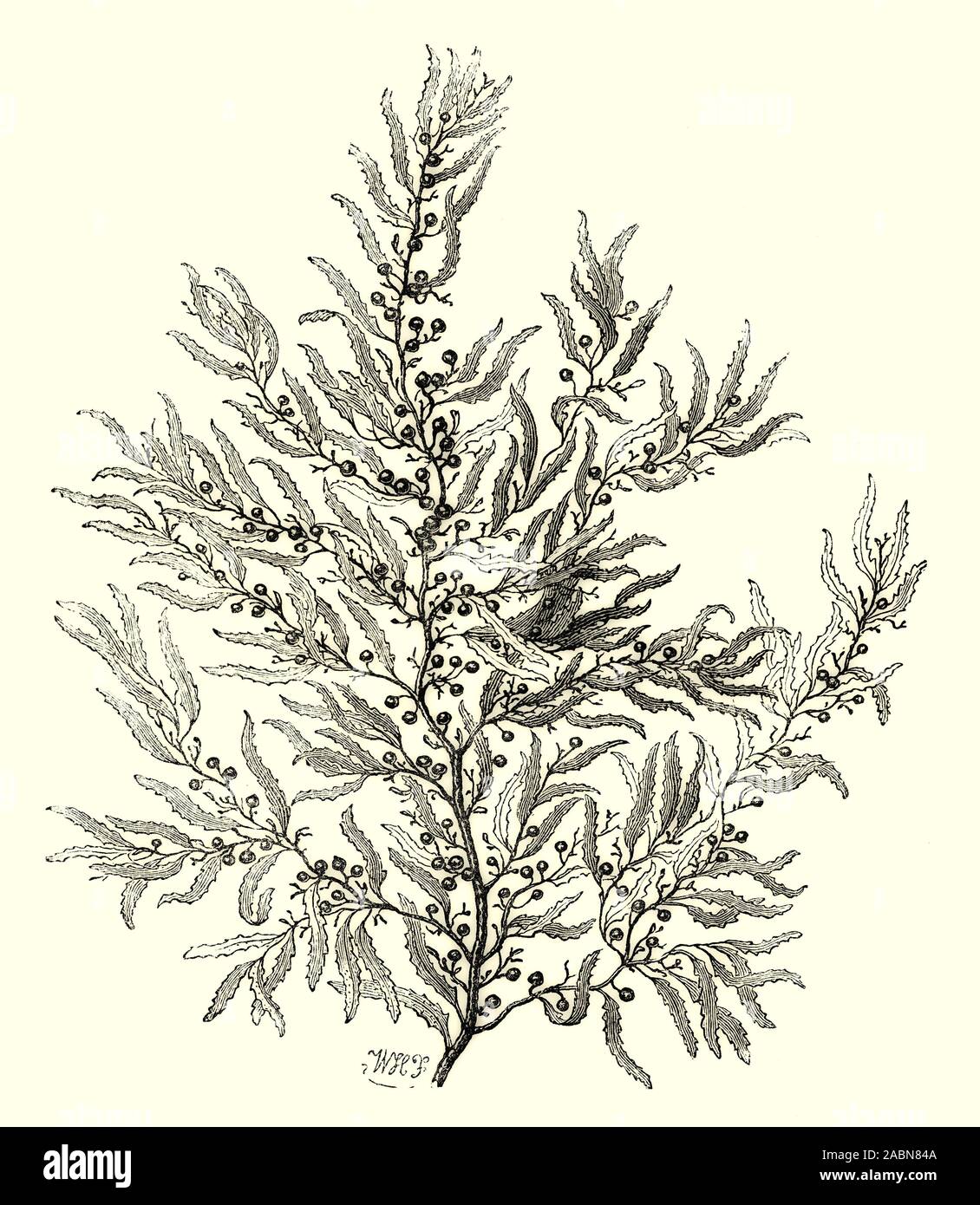 Fucus baccifera es un Sargassum es un género de Brown (clase Phaeophyceae) macroalgas (algas) en el orden Fucales, distribuidas en las zonas templadas y tropicales de los océanos del mundo, donde generalmente habitan en aguas poco profundas y arrecifes de coral, y el género es ampliamente conocida por su planctónicos (flotante) especie. El Océano Atlántico, el Mar de los Sargazos fue nombrado después de las algas, ya que alberga una gran cantidad de Sargassum. Foto de stock
