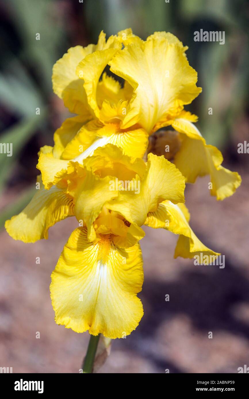 Claro Limón Amarillo Tall Flor de iris con barba 'Silence' Bonito flor Foto de stock