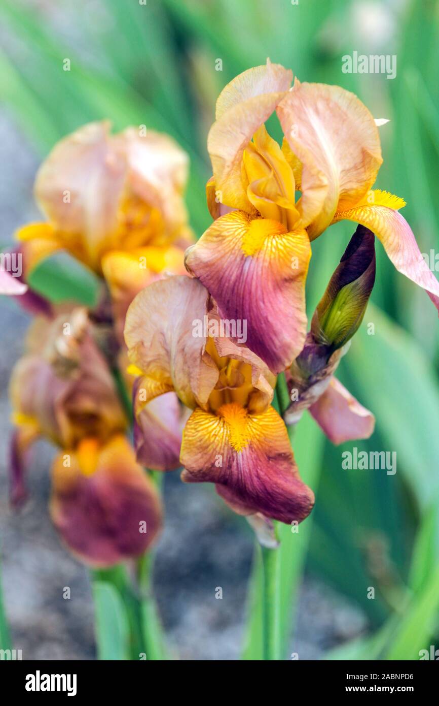 Iris naranja "Hoosier Sunrise' Foto de stock