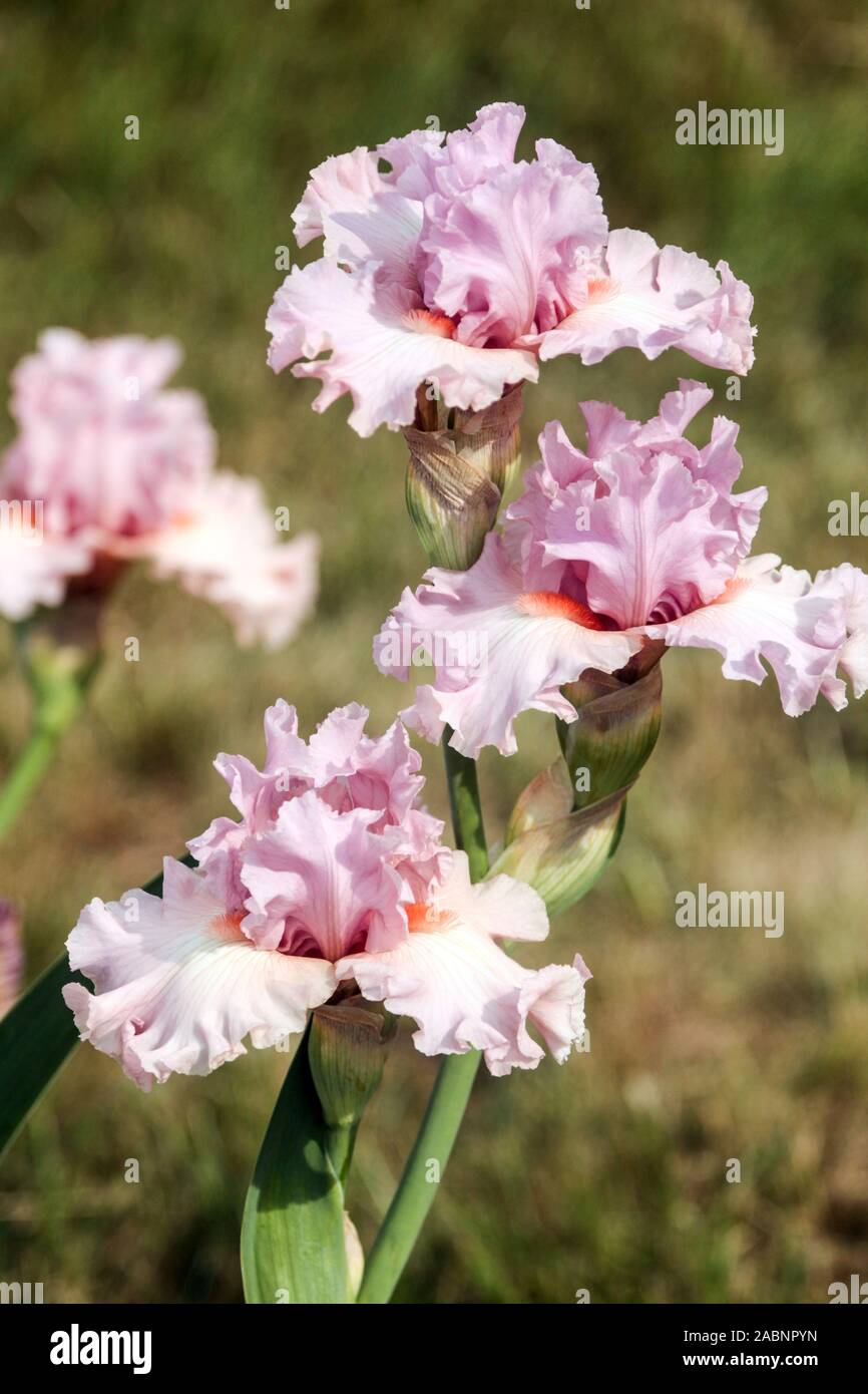 Iris de flor rosa blanco 'Albachiara' Iris barbudo alto Foto de stock