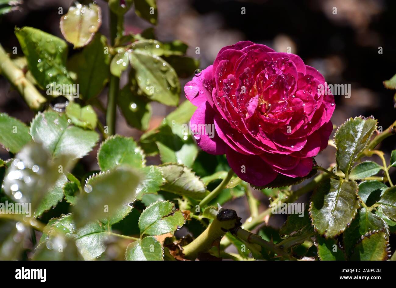Hermosa Rosa Del Desierto Fotos E Imagenes De Stock Alamy