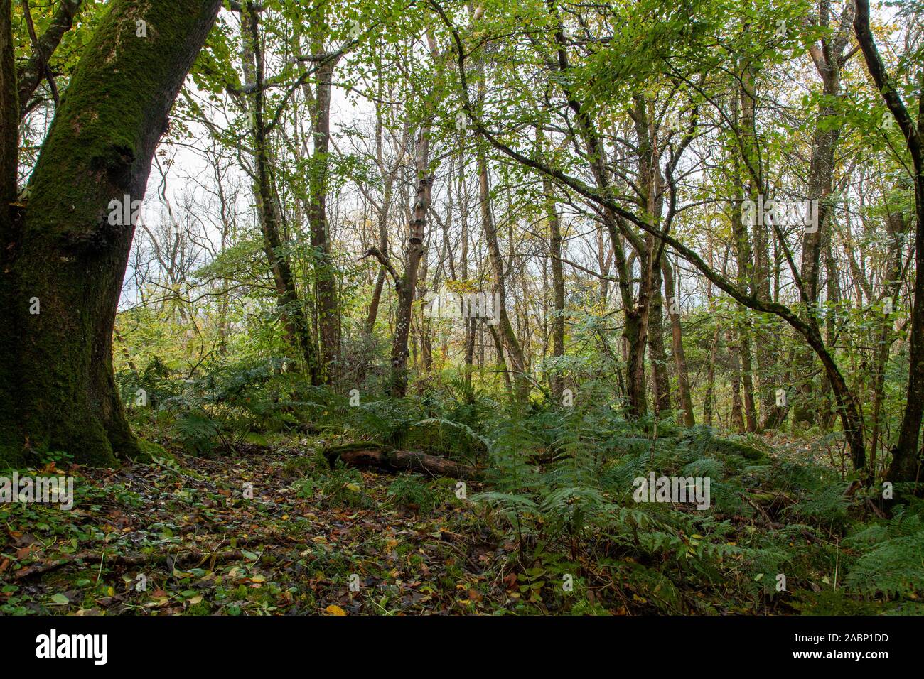 Plantas de sotobosque en Duncliffe Wood, una reserva de Woodland Trust cerca de Shaftesbury, Dorset, Inglaterra Foto de stock