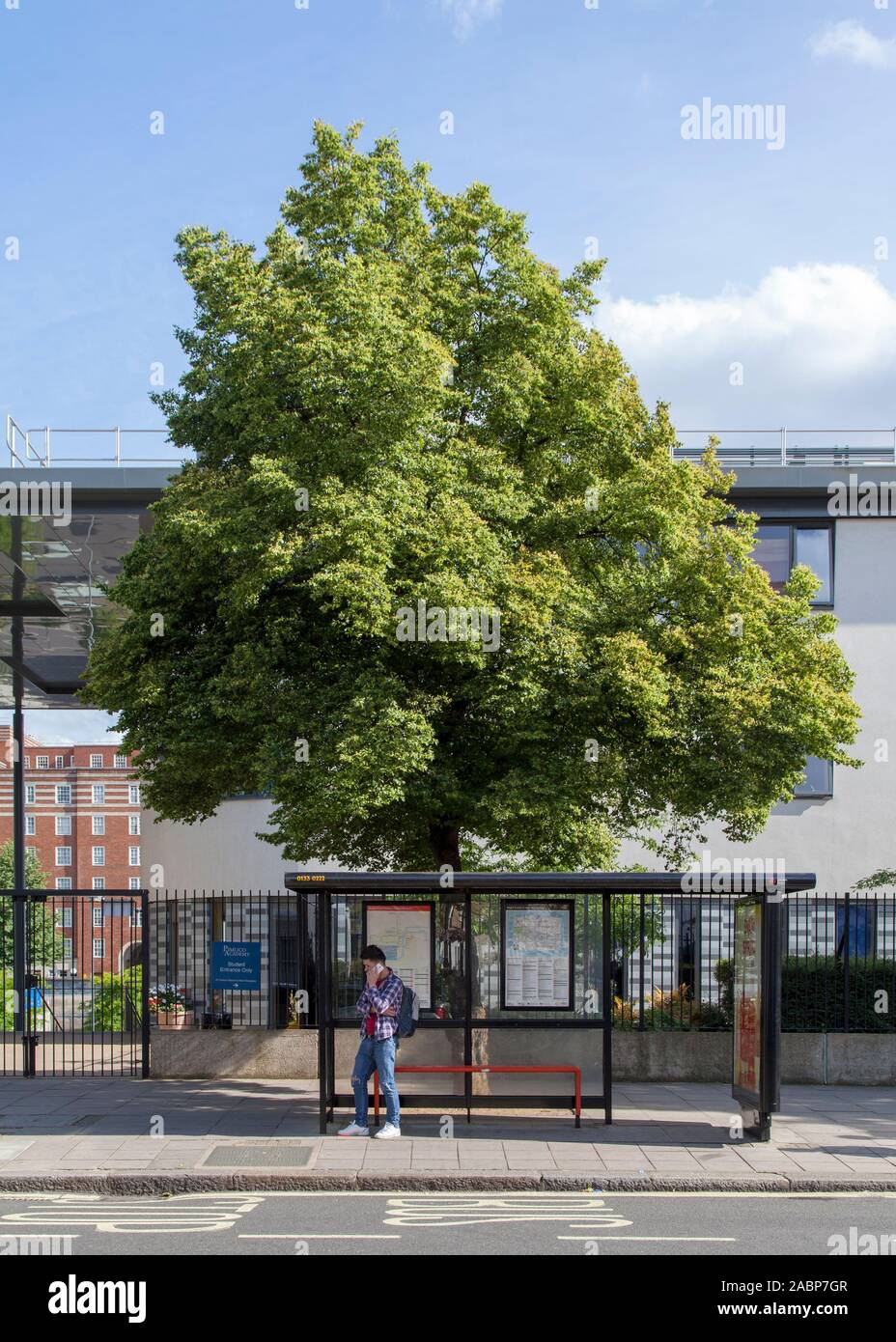 Árbol urbano de lima de hoja pequeña (Tilia cordata) fuera de la Academia Pimlico, Lupus Street, Londres SW1, Reino Unido Foto de stock