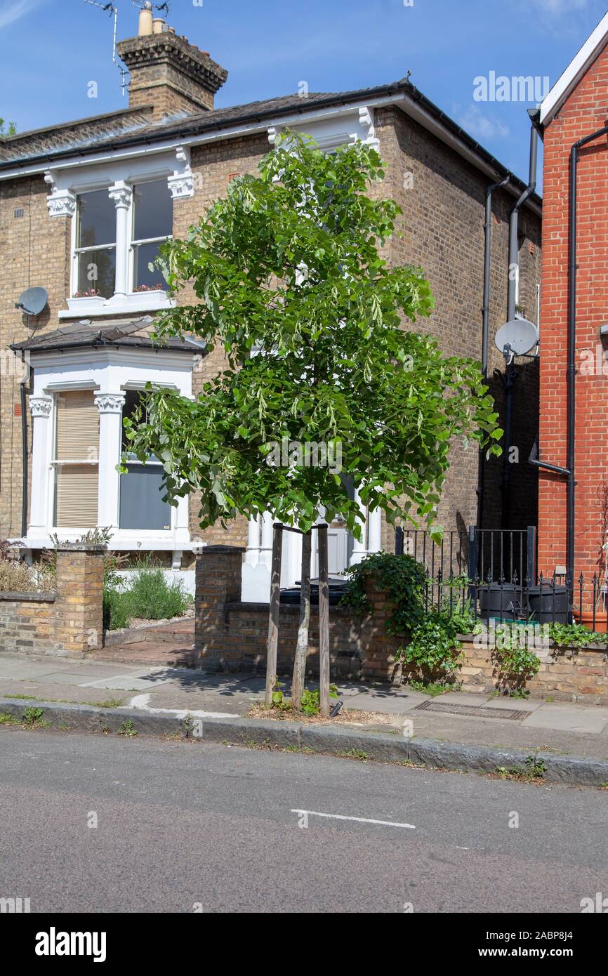 Un joven árbol callejero de lima de Oliver (Tilia oliveri) en verano, Islington, Londres, Reino Unido Foto de stock