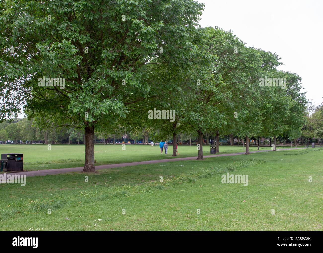 Avenue of 'New Horizon' Elm Trees (Ulmus 'New Horizons') Creciendo en Ravenscourt Park, Londres W6, Reino Unido Foto de stock