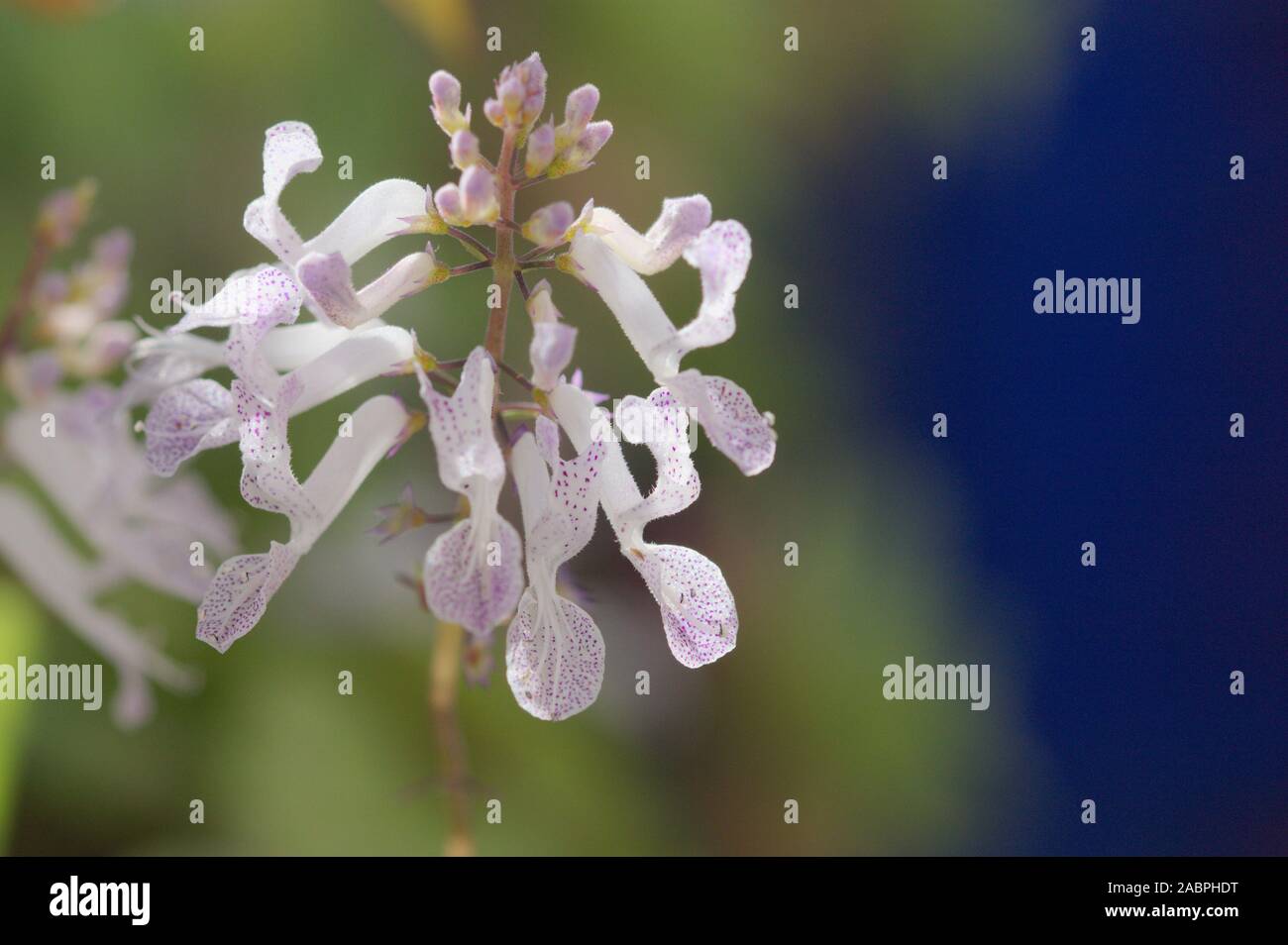 Begonia sueca fotografías e imágenes de alta resolución - Alamy
