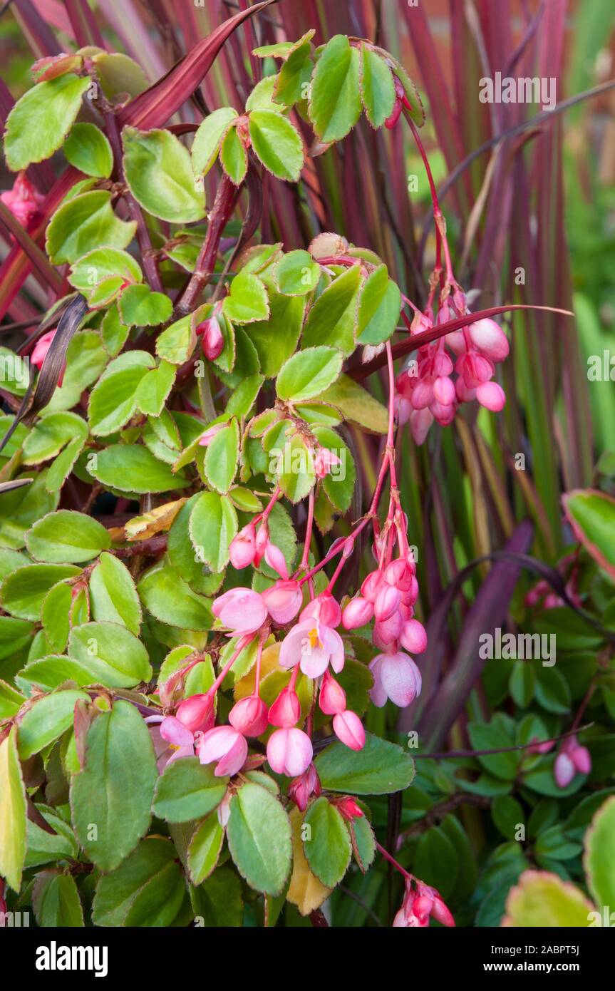 Begonia fucsia fotografías e imágenes de alta resolución - Alamy