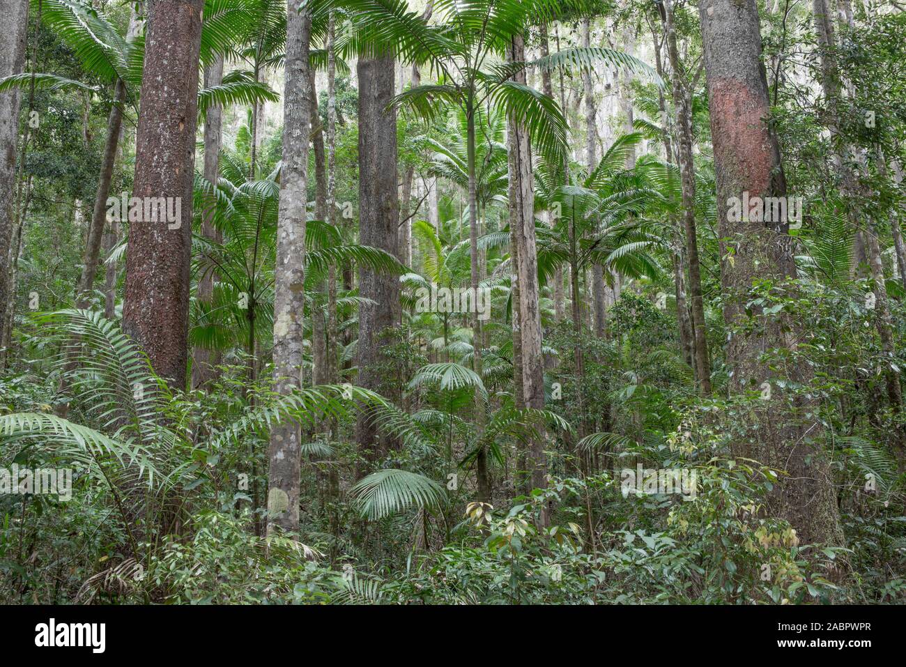 Bosquecillo de palmeras (Archontophoenix cunninghamiana Piccabeen). La Isla Fraser, Queensland, Australia Foto de stock
