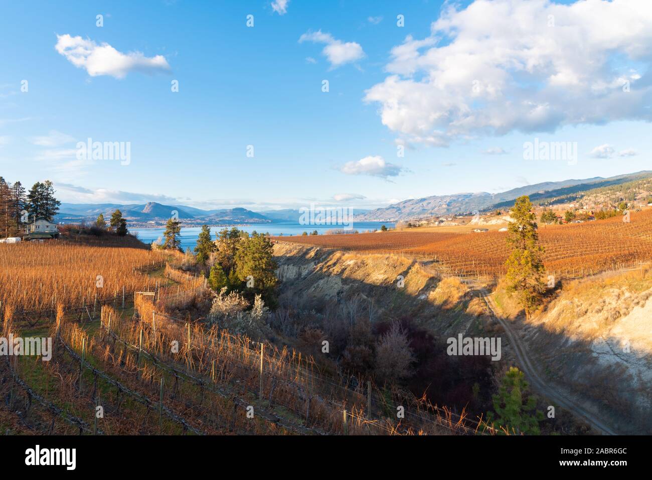 Vista panorámica de banqueta Naramata viñedos en otoño con el Okanagan Lake en distancia Foto de stock