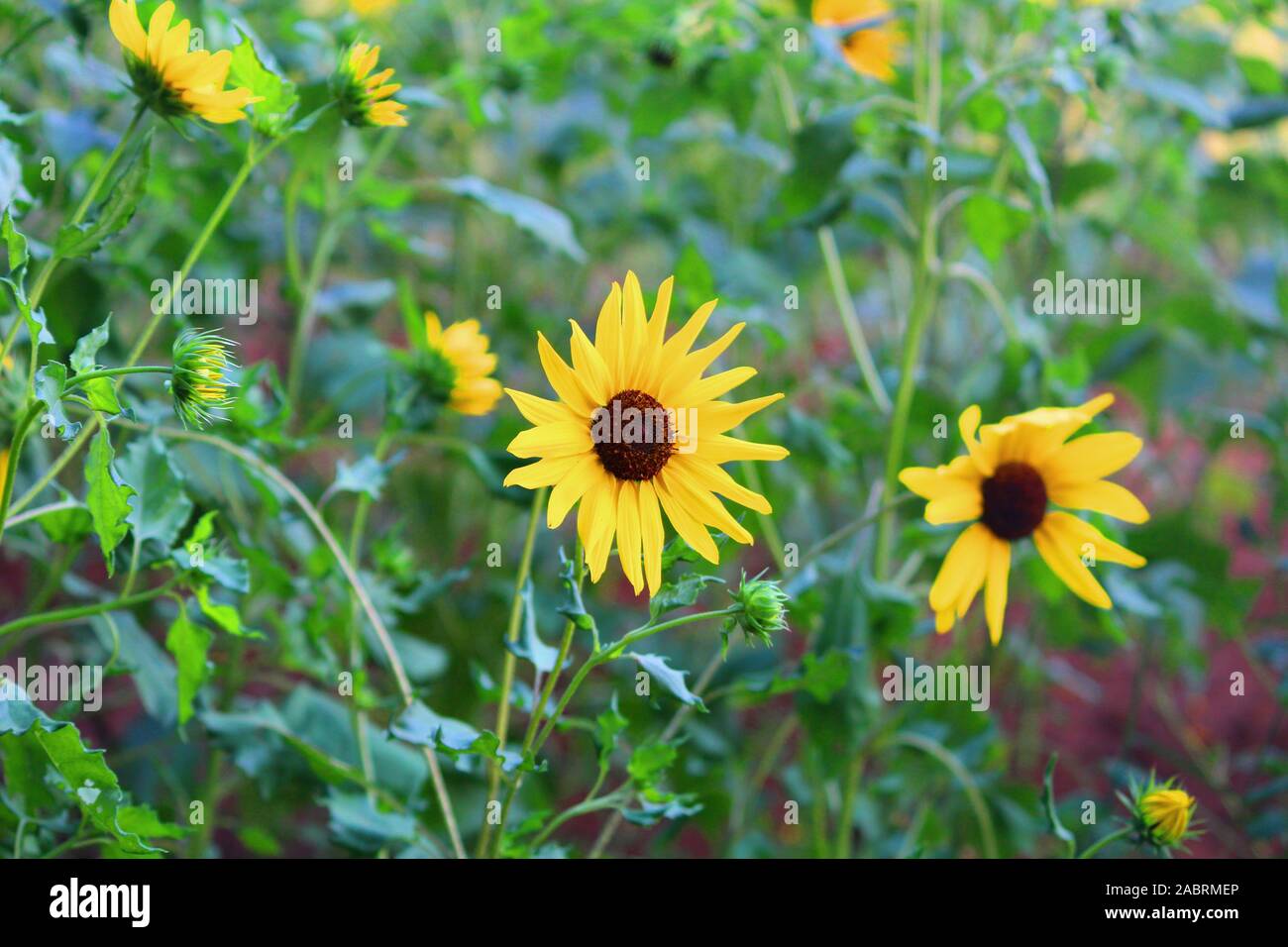 Fondo de pantalla de girasol fotografías e imágenes de alta resolución -  Alamy