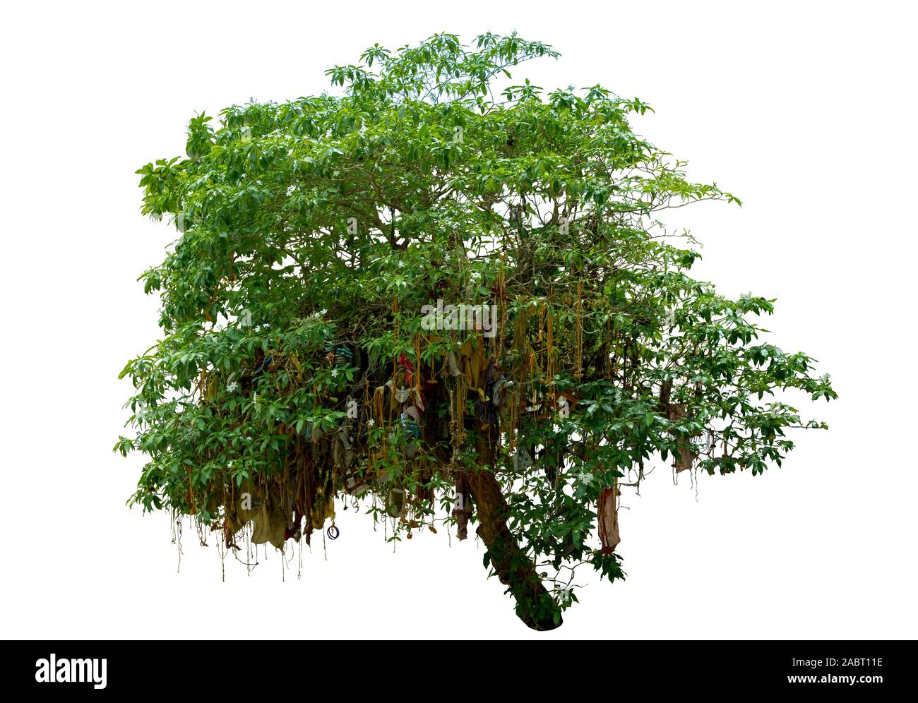 La tradición india o adorando árbol, Templo del Sur de Asia fondo blanco  Fotografía de stock - Alamy