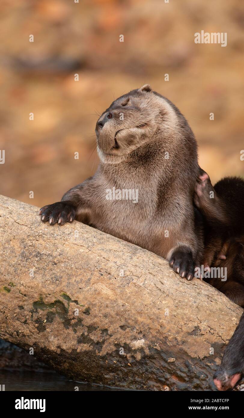 Una nutria neotropical (Lontra longicaudis) del sur de Pantanal, Brasil Foto de stock