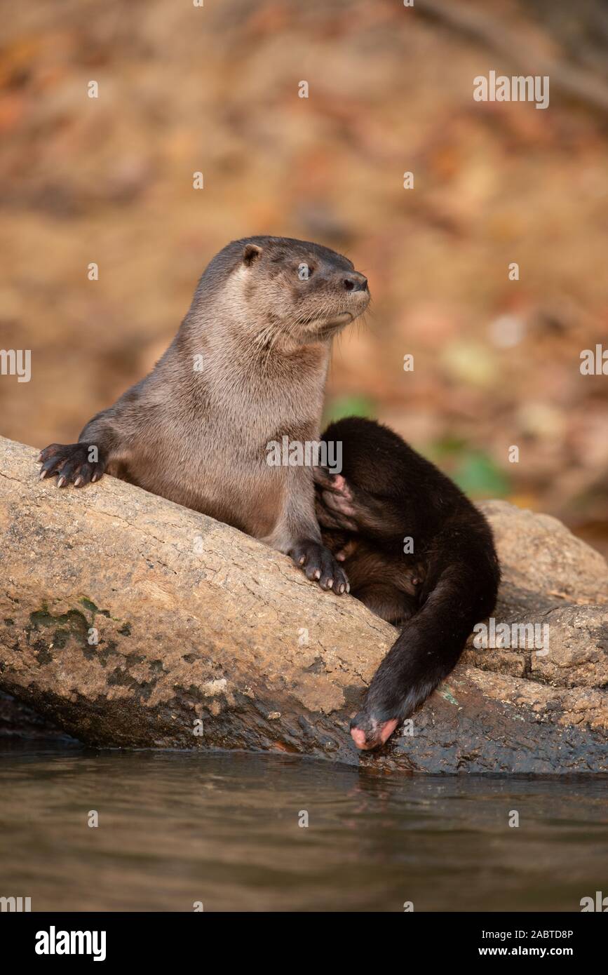 Una nutria neotropical (Lontra longicaudis) del sur de Pantanal, Brasil Foto de stock