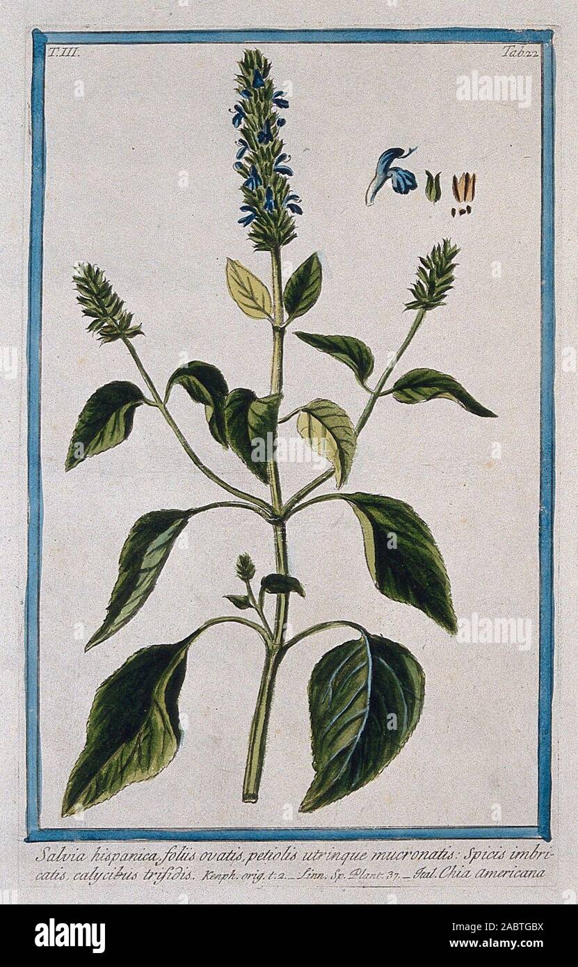 La chía (Salvia hispanica L.) floración y fructificación con distintos  segmentos del tallo de la flor, fruto y semilla. Aguafuerte Iluminada por  M. Bouchard, 1775..jpg - 2ABTGBX Fotografía de stock - Alamy